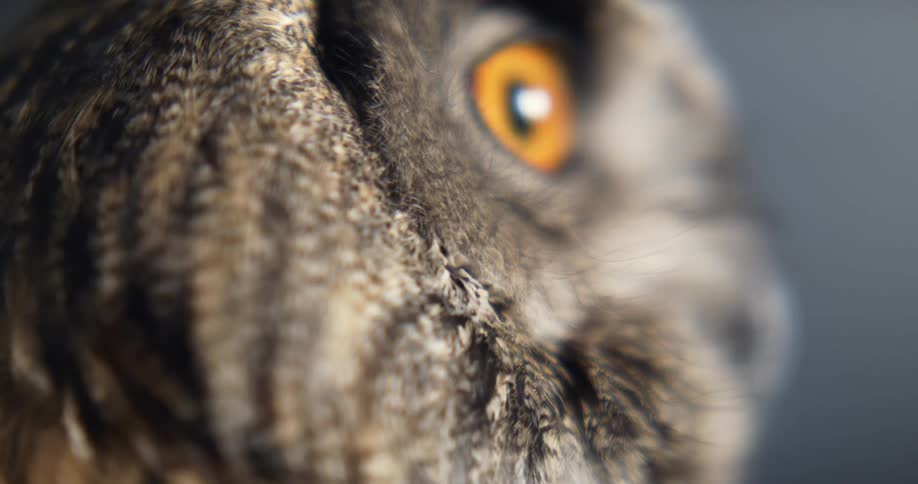 Close up of the turning head of a gray owl with yellow eyes