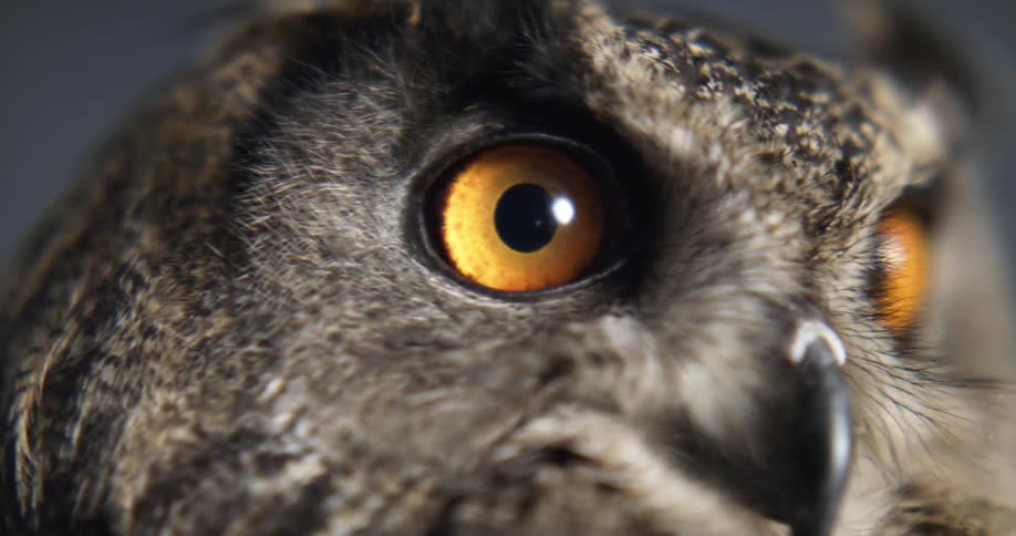 A close up view of an owls face is displayed