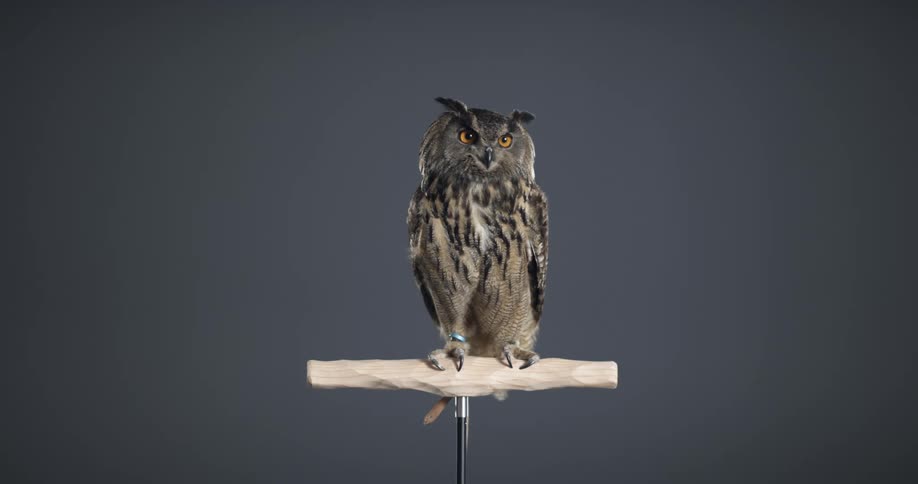 An owl sitting on a perch in a room