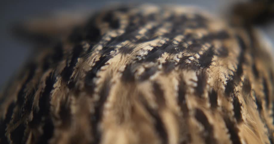 An owl moving its head with feathers