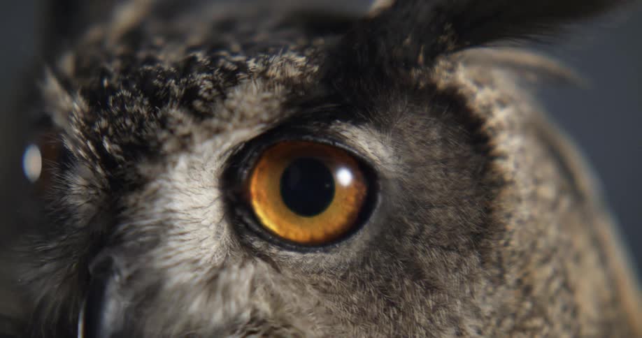 An owl turns its head looking forward