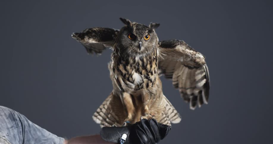 An owl perched on a human hand slowly stretches its wings