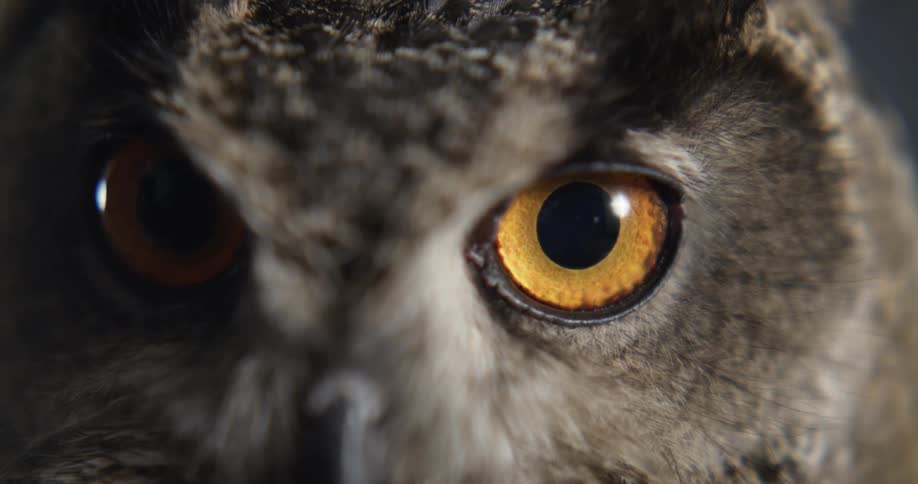 Owl looking at camera