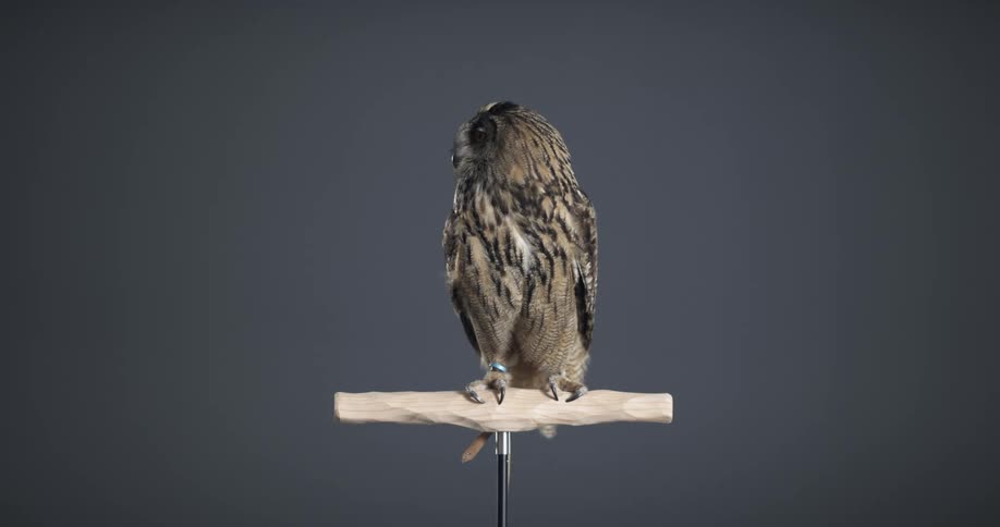 Owl sitting on post