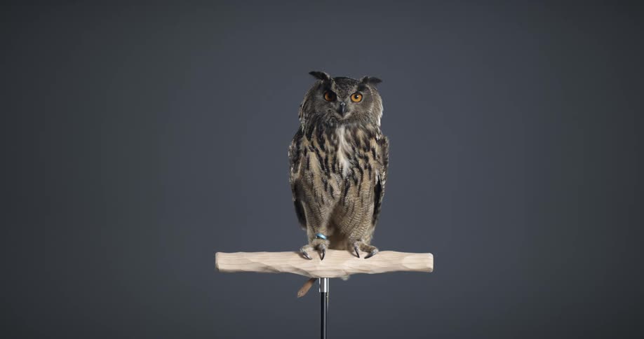 An owl sits on a perch indoors with a predatory look on its face