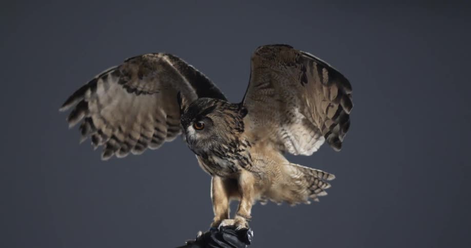 Owl flaps its wings sitting on hand of person wearing protective glove