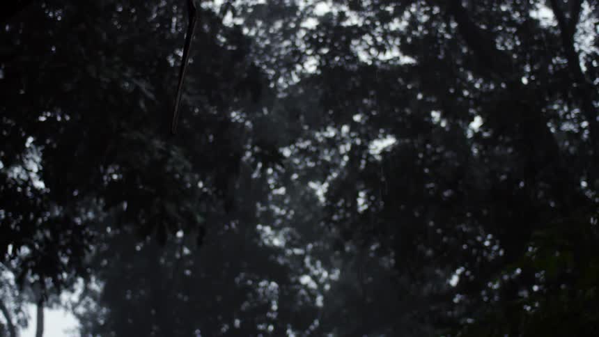Thick foliage blocking the sky