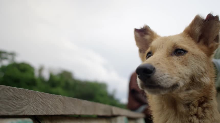 A tan colored dog stands outside