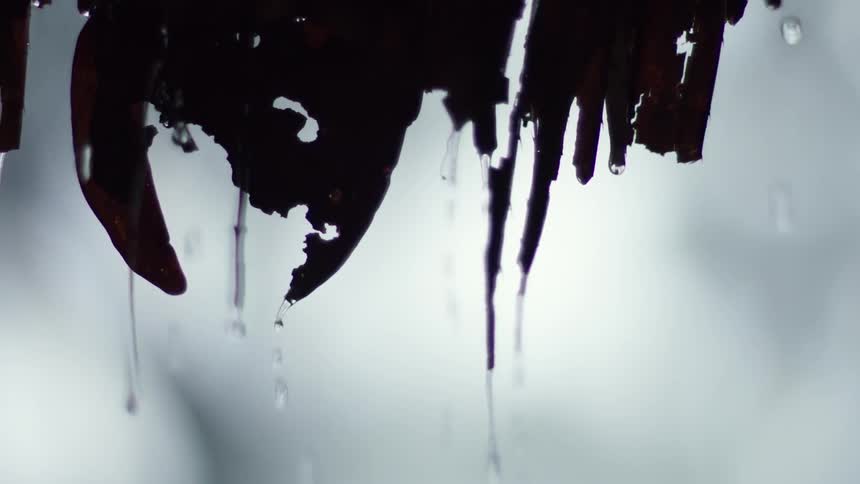 Water is falling off of branches
