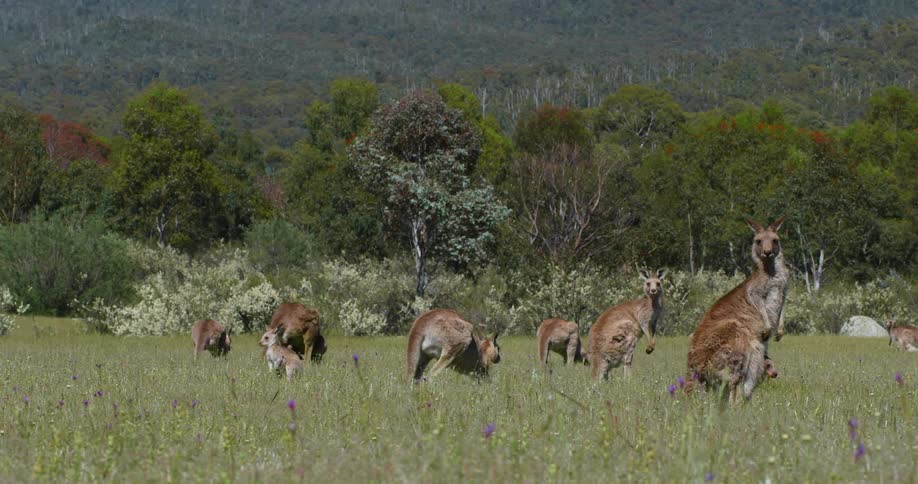 Kangaroos hop and graze in a field with lavender plants