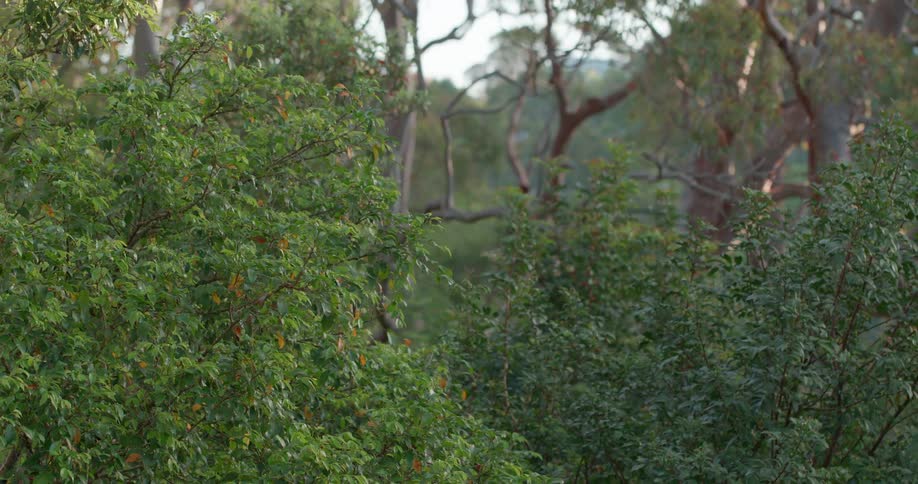 Forest of trees and many with bright green leaves