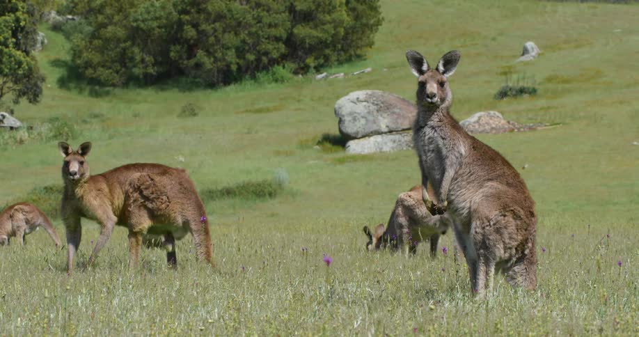 Kangaroos standing on the green grass on a field looking at the camera