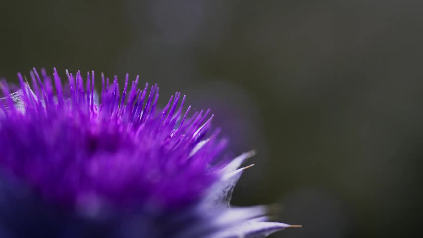 A plant with a purple flower blowing in the wind