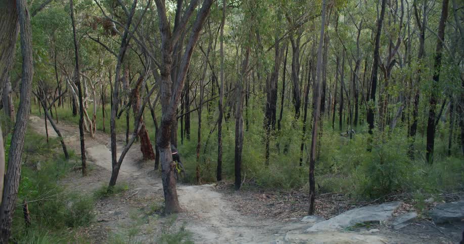 A person mountain bikes through a forest