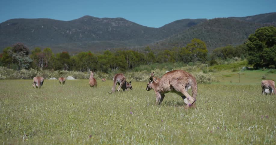 A view of kangaroos in a field outdoors