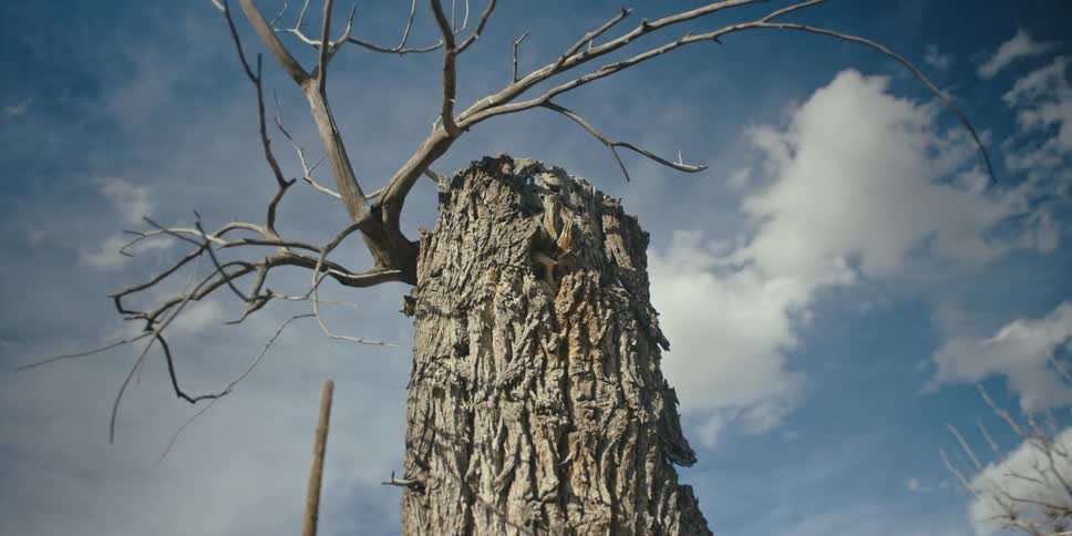 A bare tree trunk outside on a cloudy day