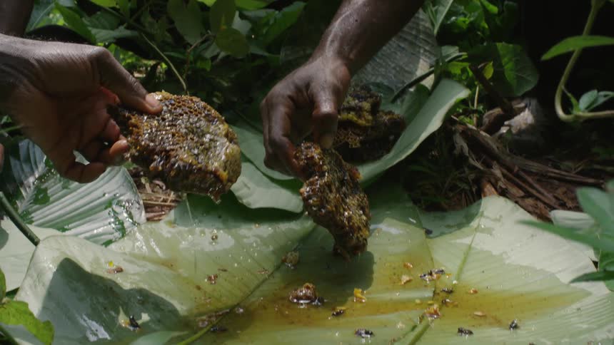 A group of people are lifting pieces of honeycomb from a leaf