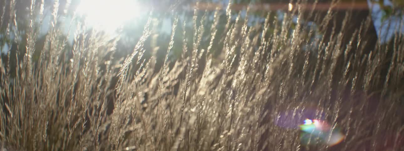 Wheat is moving in the breeze as the sun shines brightly upon it