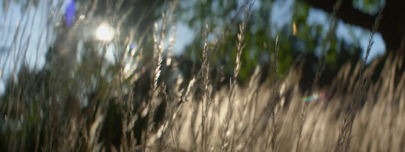 Wind blowing through tall grass in a field on a sunny day