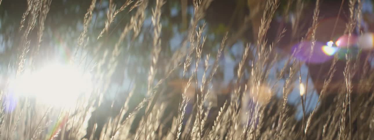 Camera in wheat
