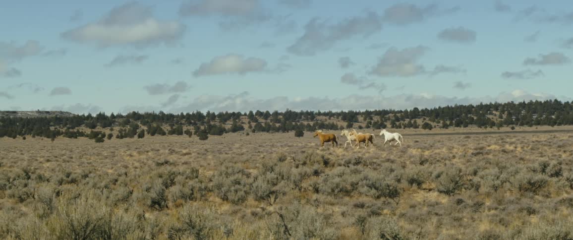 Four wild horses trot across a high desert wilderness area