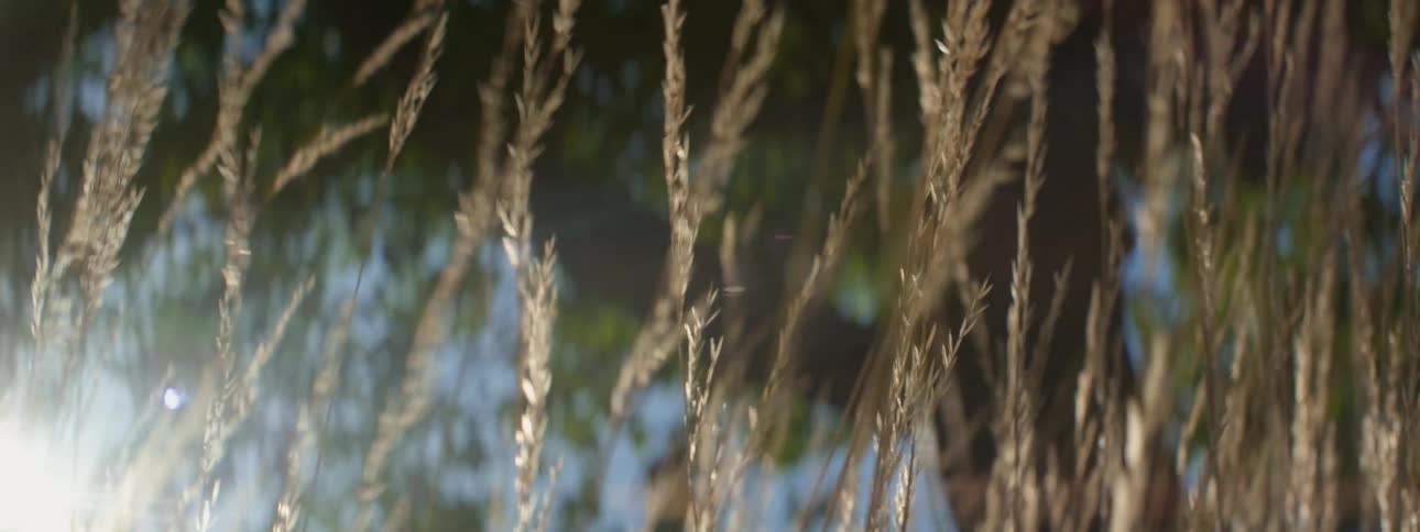 Wheat is moving in the breeze as the sun shines brightly upon it