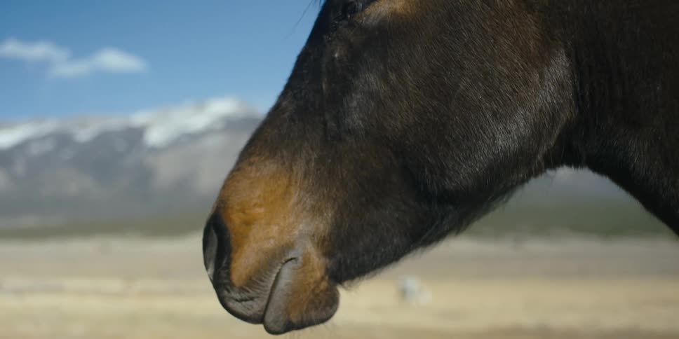 A horses mane blows in the wind with a mountain range in the background