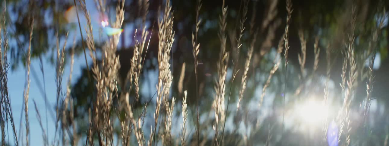 A view of some grasses outdoors with trees in the background