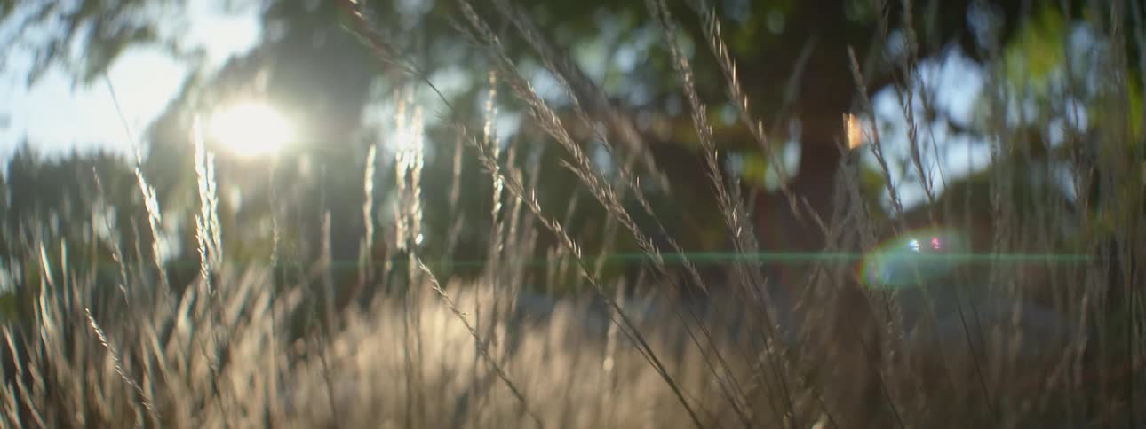 Wheat swaying in the breeze as the sun shines brightly
