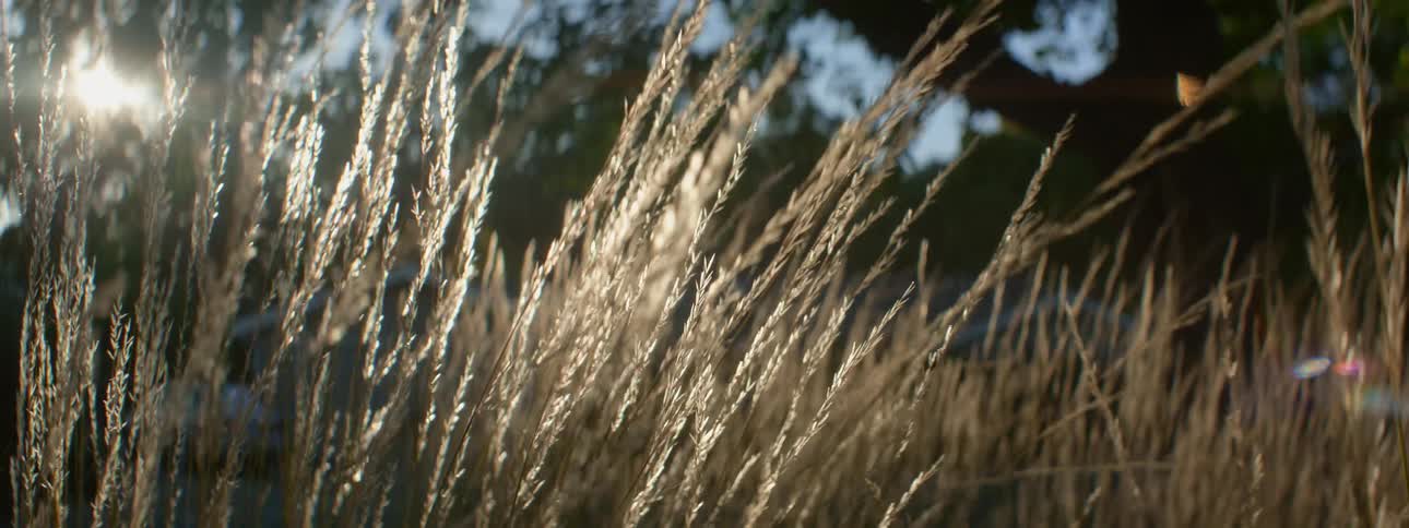 Tall grass and golden grain in the wind as the sun shines
