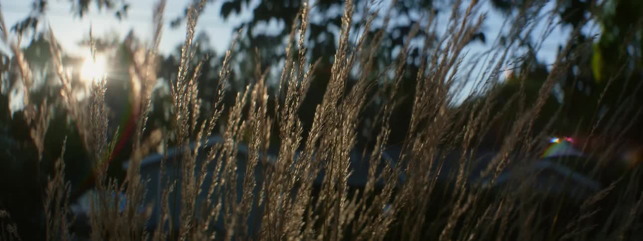 Sunlight filtering throuhg the trees over the grass under a blue sky at evening