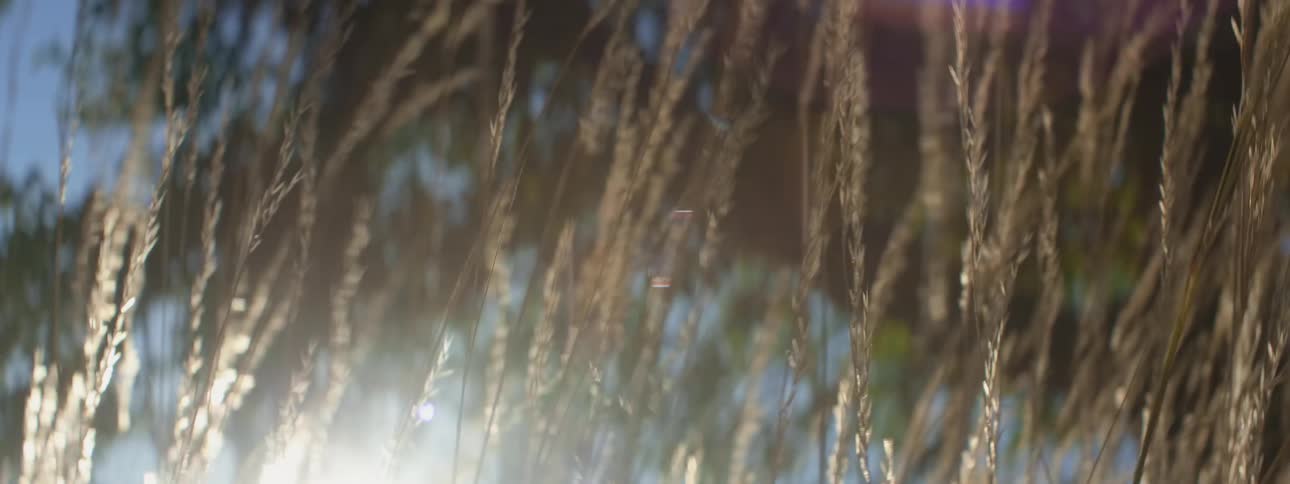 Sunlight shines down on stalks of tall grass as they wave in the wind