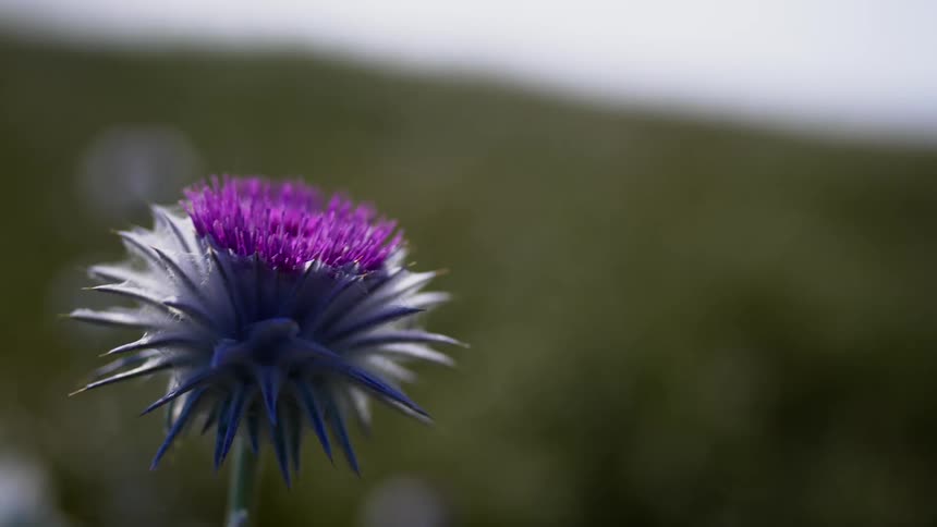A purple flower slowly moves with the breeze