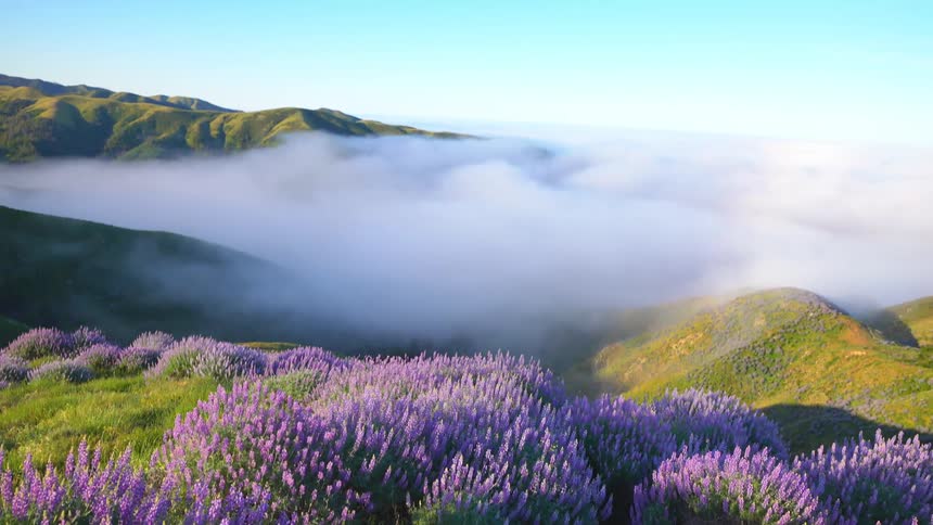 Purple wildflowers growing in hilly countryside on a cloudy day