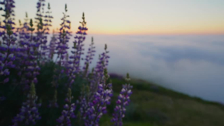 Flowers in bloom on a hill