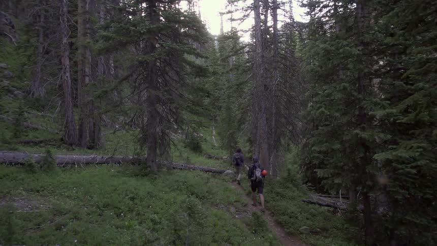 Two people hiking through a forest