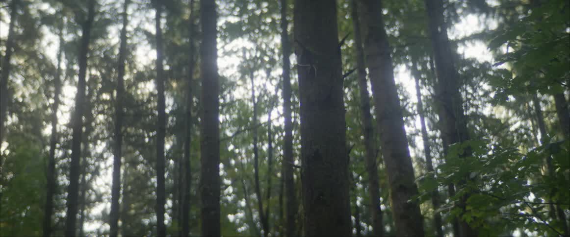 Cyclist jumps with a mountain bike in a green forest