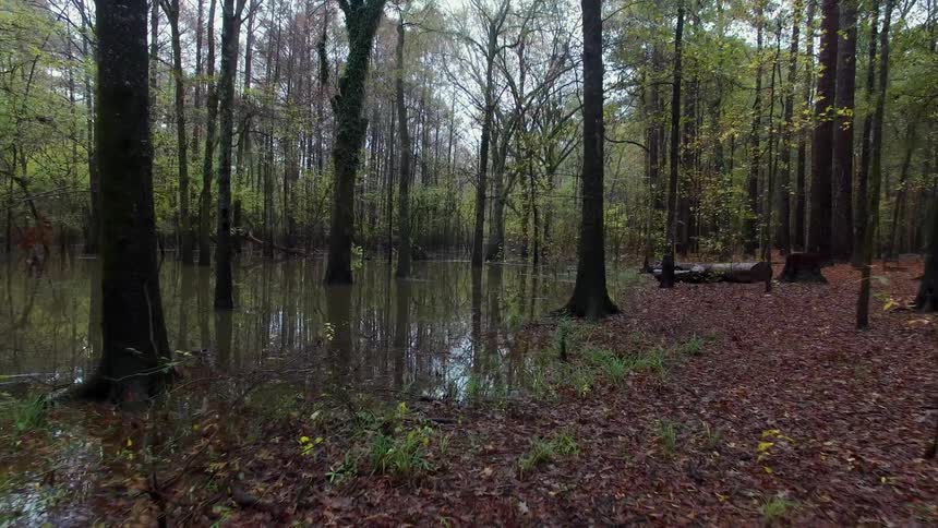 A watery forest during the day