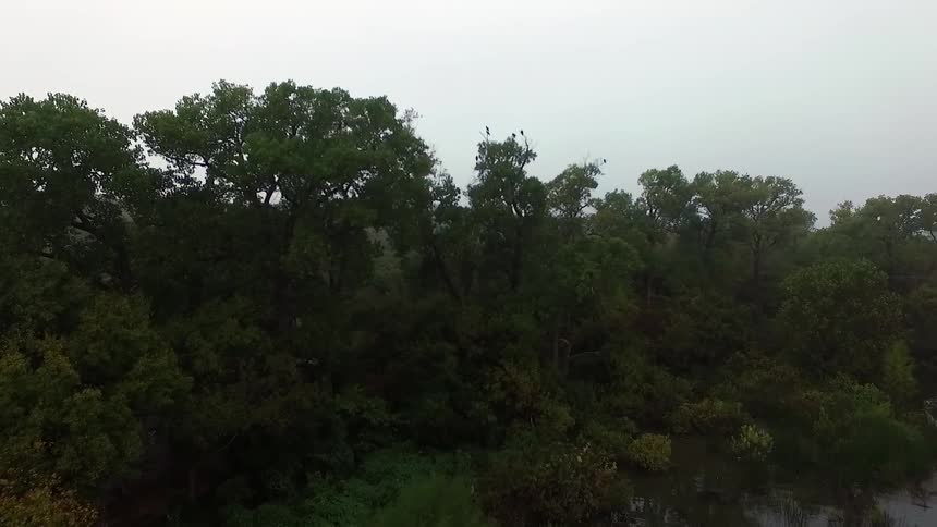 Green trees on a cloudy day