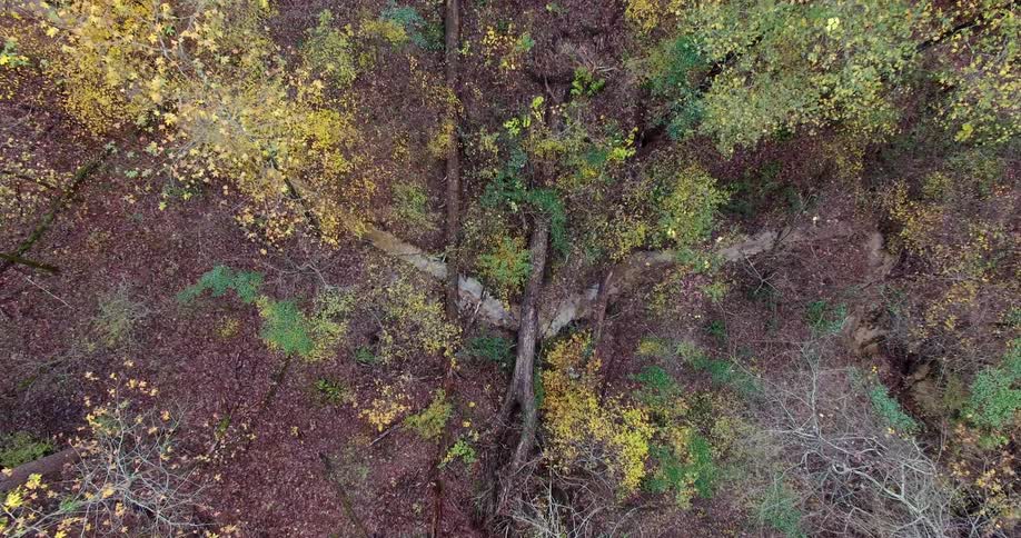Aerial view of trees and a small stream