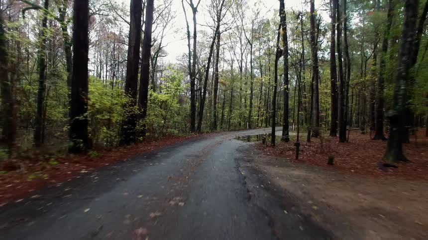 Trees sit motionless in a dense forest on an overcast day