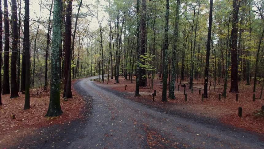 A wet path through the woods