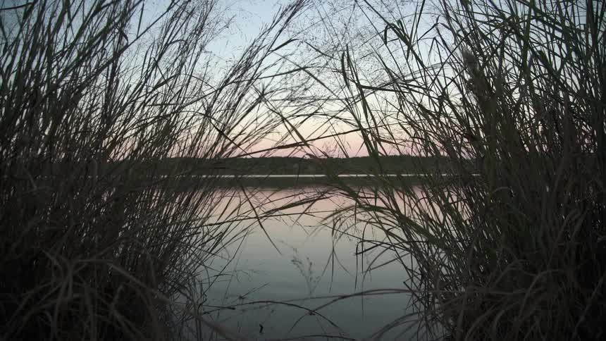 A lake lying behind tall grass
