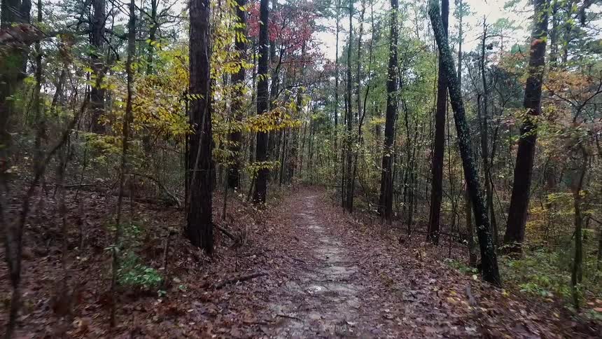 A path covered in red leaves in a forest