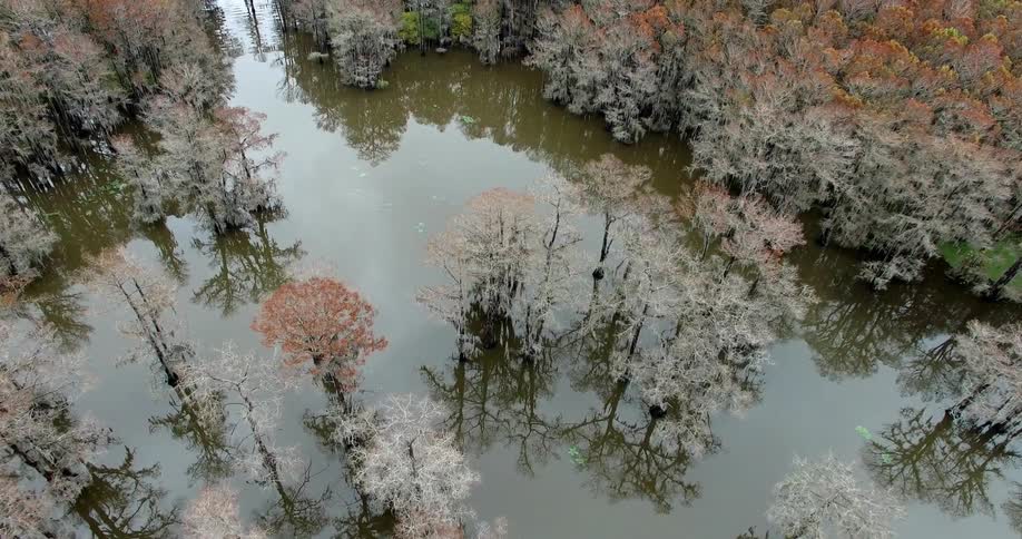 A swampy looking forest