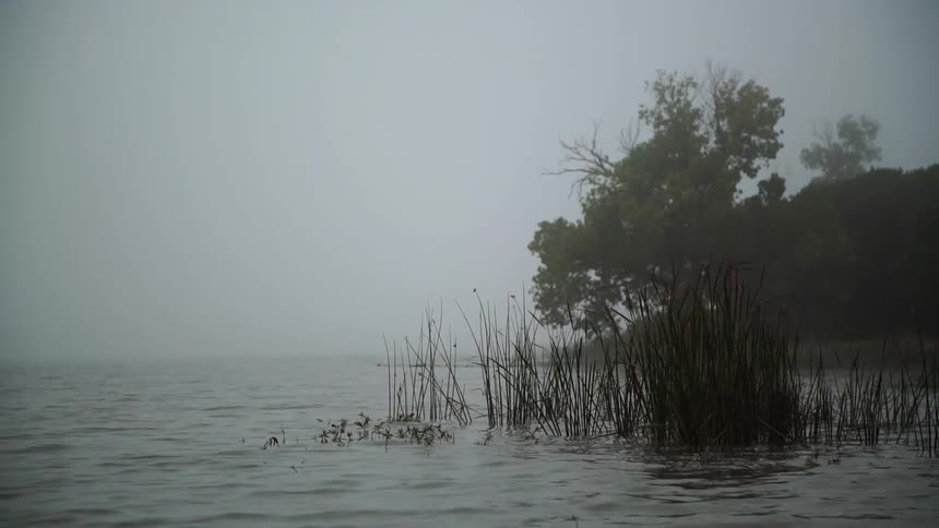 Grass growing in water sways under a stormy sky