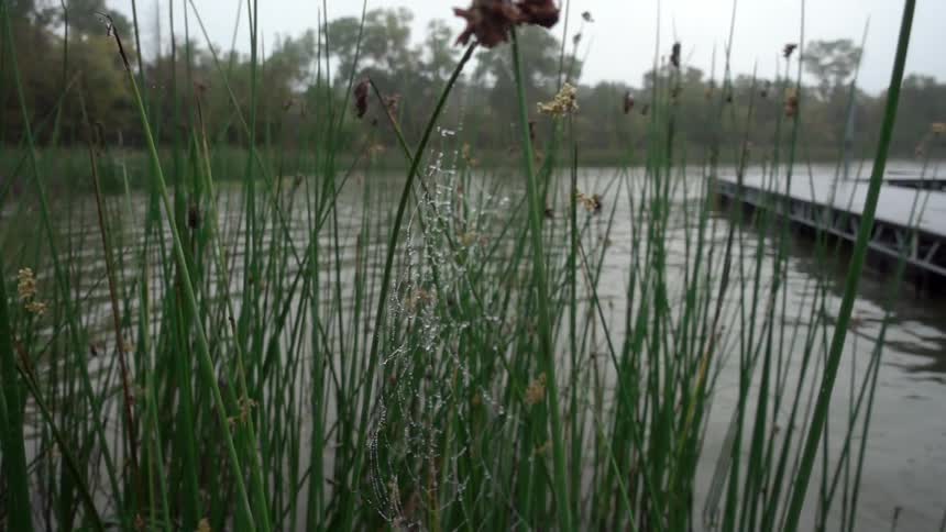A spider web cast between two reeds near a lake sways in the breeze