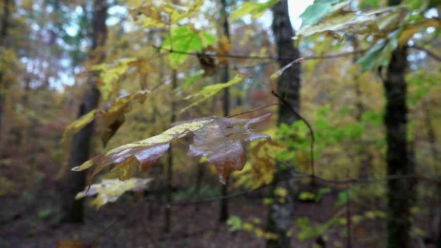 Yellow and orange leaves in a forest