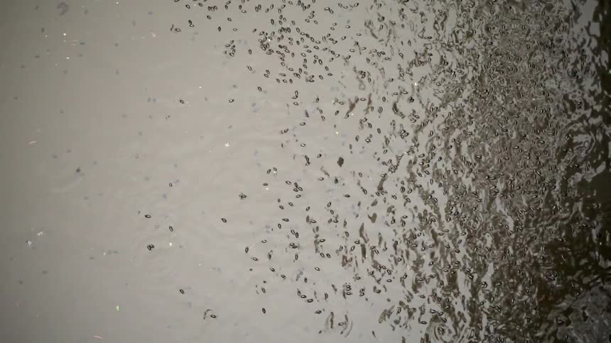 Hundreds of fish swimming around rippled water