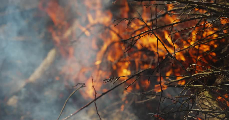 Flames grow higher as trees burn in a fire